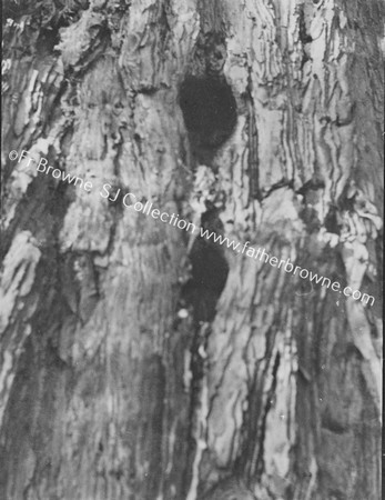 ROOSTS OF TREE-CREEPER